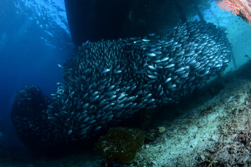 Underwater world - giant sсhool of fish. Diving and underwater photography. Papua, Raja Ampat, Indonesia. 