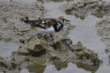 Turnstone forraging 