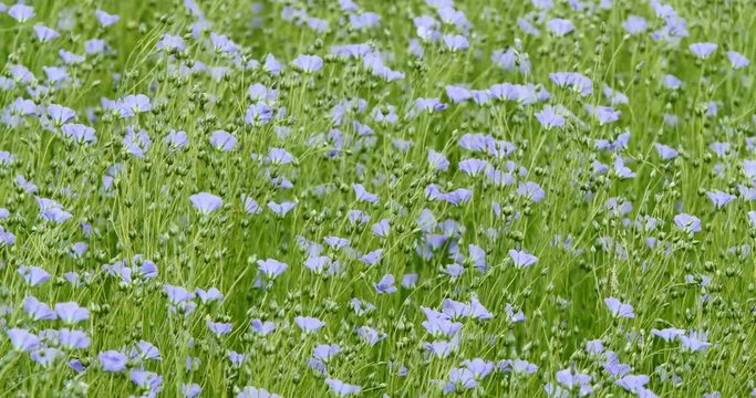 beautiful view of a field of flax in bloom
