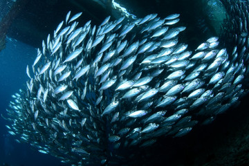 Underwater world - giant sсhool of fish. Diving and underwater photography. Papua, Raja Ampat, Indonesia. 