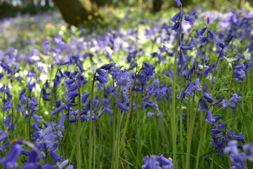Bluebells