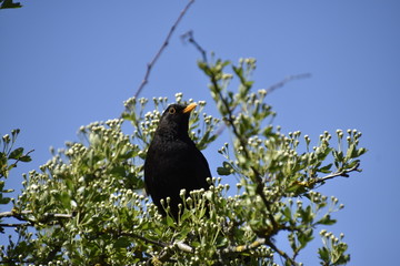 blackbird in hege