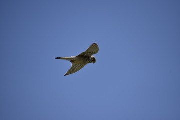 Kestrel