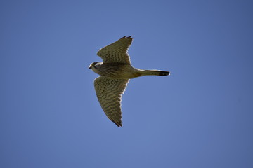 Kestrel 