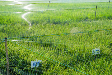 Experiment Rice Genetics Farm