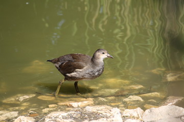 common moorhen (scientific name: Gallinula chloropus) also known as the waterhen, the swamp chicken and as the common gallinule
