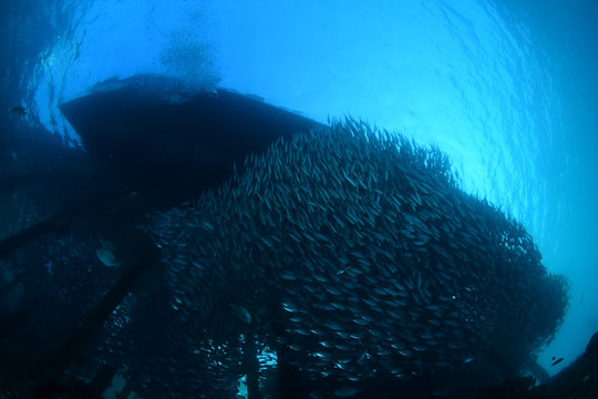 Underwater world - giant sсhool of fish. Diving and underwater photography. Papua, Raja Ampat, Indonesia. 