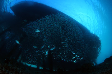 Fototapeta premium Underwater world - giant sсhool of fish. Diving and underwater photography. Papua, Raja Ampat, Indonesia. 
