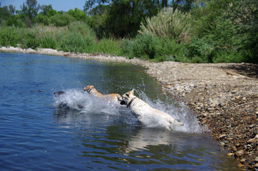 Naklejka premium Labrador Retrievers splashing into Water