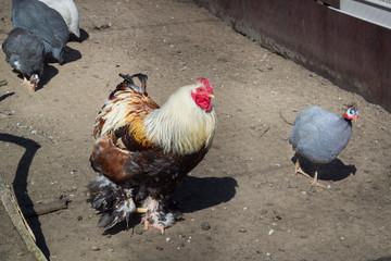 Male rooster, female guinea fowl hen on countryside bird farm