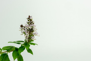 Close up Sweet Basil Flower on isolated white background.(Ocimum basilicum Linn:LABIATAE).