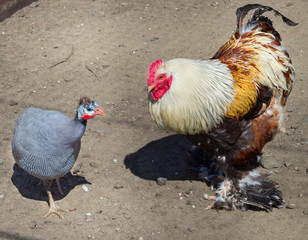 Male rooster cock, female guinea hen on countryside bird farm