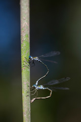 アオイトトンボ　産卵