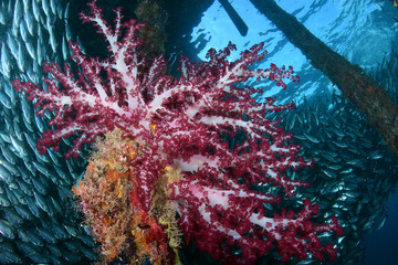 A big school of fish under the jetty. Raja Ampat, Papua, Indonesia.