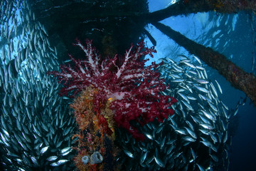 A big school of fish under the jetty. Raja Ampat, Papua, Indonesia.
