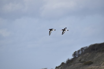 Oystercatchers flying
