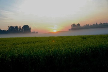 Yellow rape field early in the morning with trees in the fog, sunrise