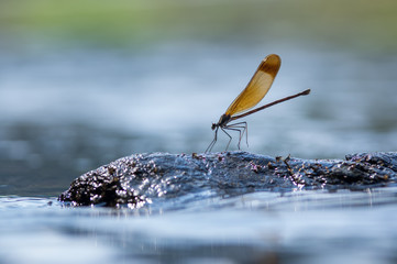 ミヤマカワトンボ