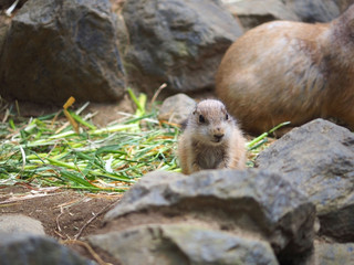 オグロプレーリードッグ