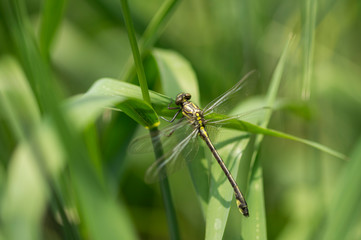 Fototapeta premium ミヤマサナエ