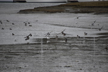 Birds on the water