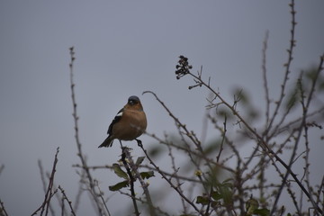 Chaffinch