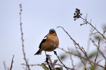 Chaffinch