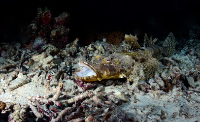 Crocodile Flathead Fish - Cymbacephalus beauforti. Underwater dangerous predator. Diving, wide...