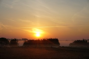 Yellow rape field early in the morning with trees in the fog, sunrise