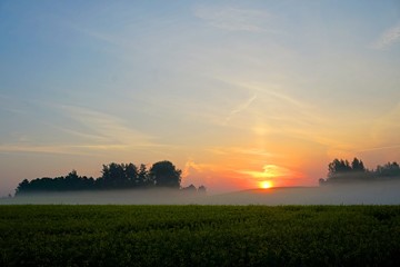 Yellow rape field early in the morning with trees in the fog, sunrise