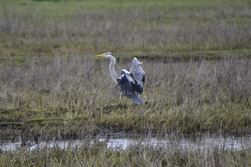 Grey Heron