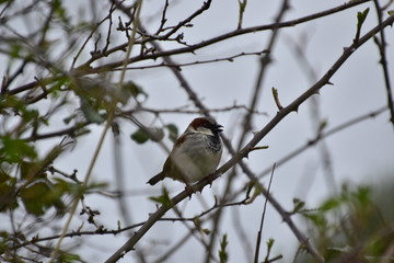 House Sparrow
