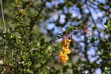 Bush