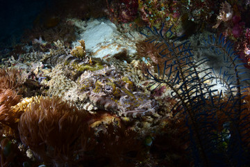 Crocodile Flathead Fish - Cymbacephalus beauforti. Underwater dangerous predator. Diving, wide...
