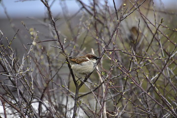 Sparrow