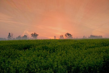Fototapeta premium Yellow rape field early in the morning with trees in the fog, sunrise