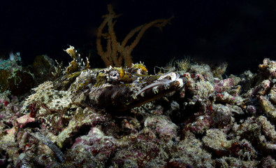 Crocodile Flathead Fish - Cymbacephalus beauforti. Underwater dangerous predator. Diving, wide angle underwater photography. Raja Ampat, Indonesia. 