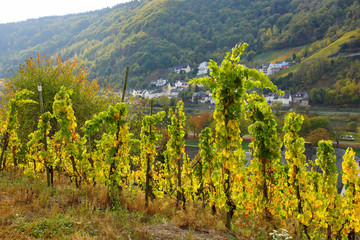 herbstlich gelber Weinberg in Enkirch an der Mosel mit Kövenig im Hintergrund