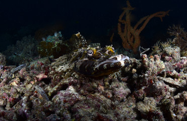 Naklejka na ściany i meble Crocodile Flathead Fish - Cymbacephalus beauforti. Underwater dangerous predator. Diving, wide angle underwater photography. Raja Ampat, Indonesia. 