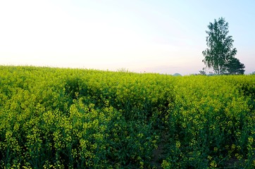 Yellow rape field early in the morning with trees in the fog, sunrise