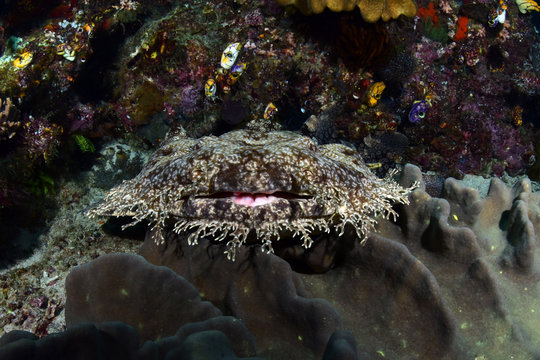 Underwater world - Tasselled wobbegong - Eucrossorhinus dasypogon. Diving and underwater photography. Raja Ampat, Indonesia.