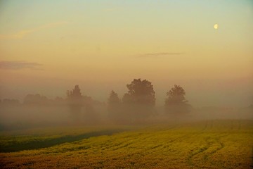 Naklejka na ściany i meble yellow rape field early in the morning with fog and moon in the sky, sunrise