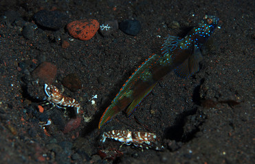 Goby fish and shrimps live together - underwater symbiosis. Macro underwater photography. Tulamben, Bali, Indonesia. 