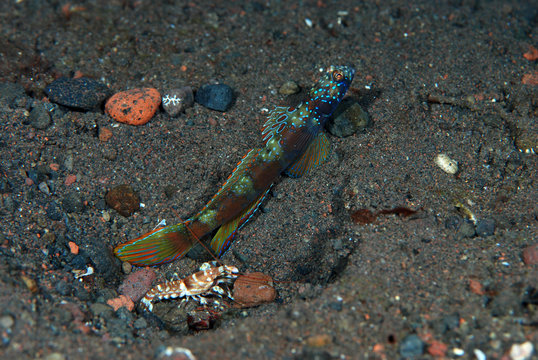 Goby fish and shrimps live together - underwater symbiosis. Macro underwater photography. Tulamben, Bali, Indonesia. 