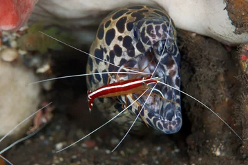 Fototapete Unterwasserwelt Underwater world - underwater symbiosis - Spotted Moray Eel - Gymnothorax isingteena and White-striped cleaner shrimp - Lysmata amboinensis live together at the cleaning station. Tulamben, Bali.  © diveivanov