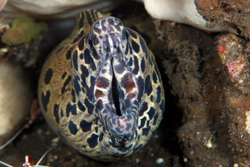 Underwater world - underwater symbiosis - Spotted Moray Eel - Gymnothorax isingteena and White-striped cleaner shrimp - Lysmata amboinensis live together at the cleaning station. Tulamben, Bali.