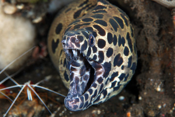 Underwater world - underwater symbiosis - Spotted Moray Eel - Gymnothorax isingteena and...