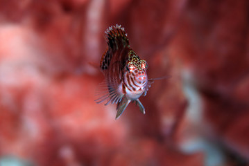 Fototapeta na wymiar Spotted Hawkﬁsh (Cirrhitichthys aprinus). Underwater world, diving, macro photography. Tulamben, Bali, Indonesia.
