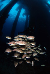 Porcupineﬁsh under the jetty. Underwater world, wide angle photography. Padang Bay, bali, Indonesia. 