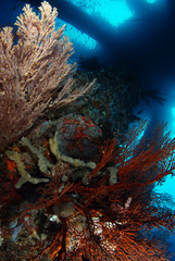 Giant frog fish hid on columns under the pier. Excellent disguise and camouflage. Underwater wide angle photography. Jetty dive site, Padang Bay, Bali, Indonesia. 